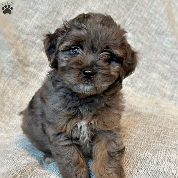 Tripp, Mini Aussiedoodle Puppy